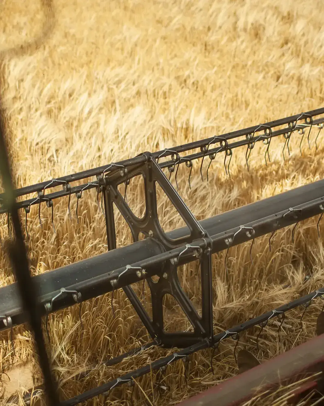 La barre de coupe de la moissonneuse dans l’orge mûre, en très gros plan