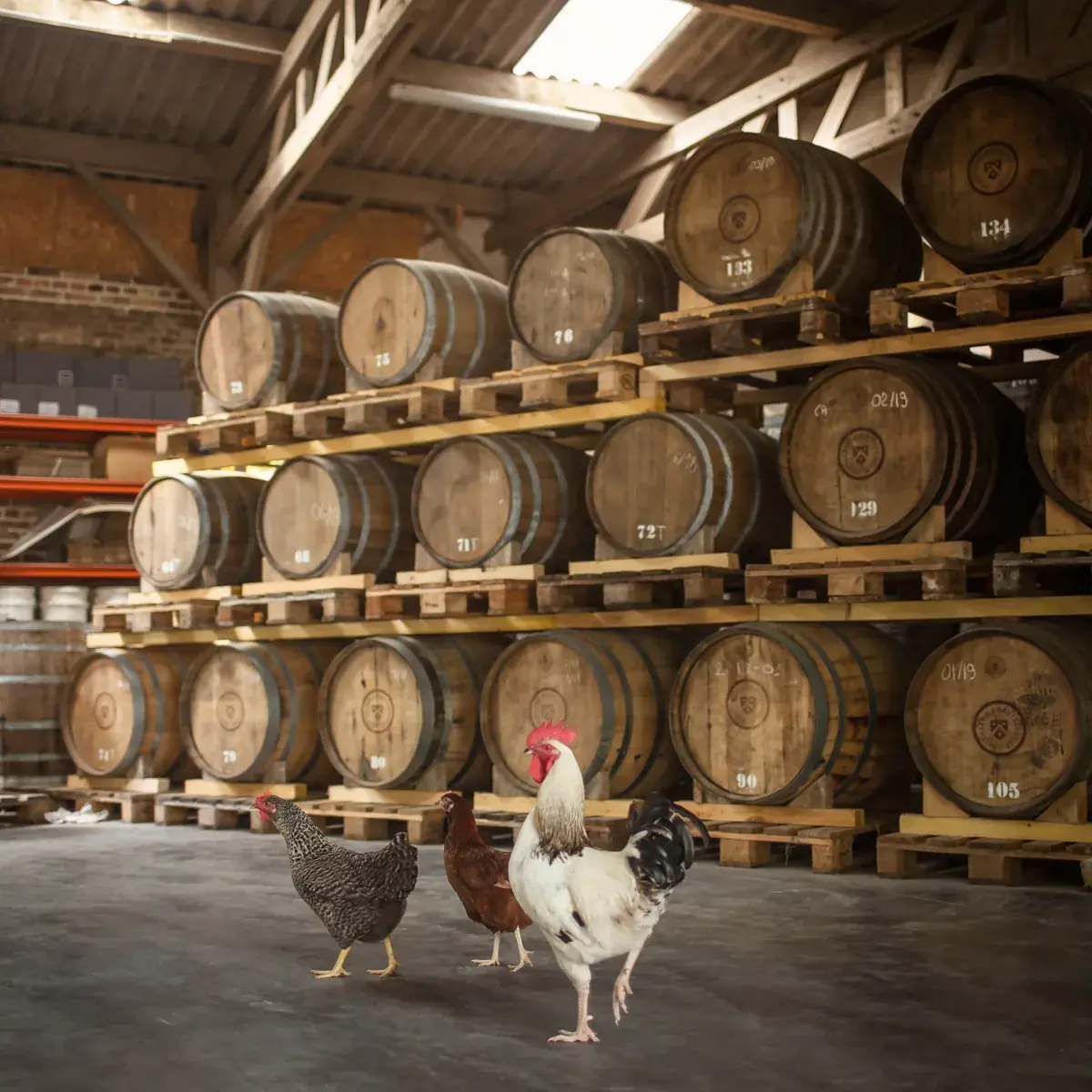 Le chai : les fûts sur palettes, un coq et une poule au premier plan (photo Buttin, 2019)