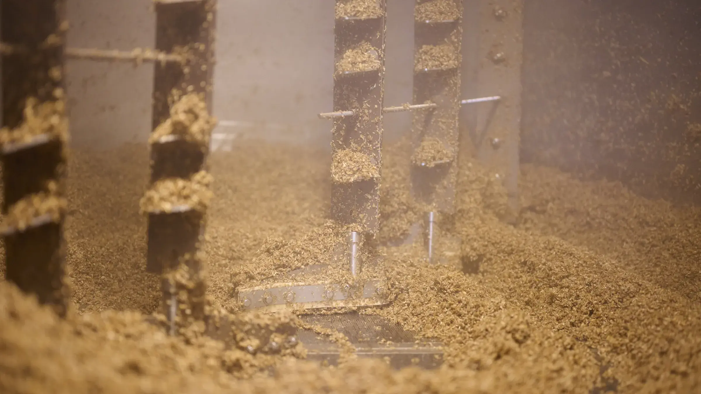 Orge en germination dans le germoir, sous le retourneur, lumière dorée