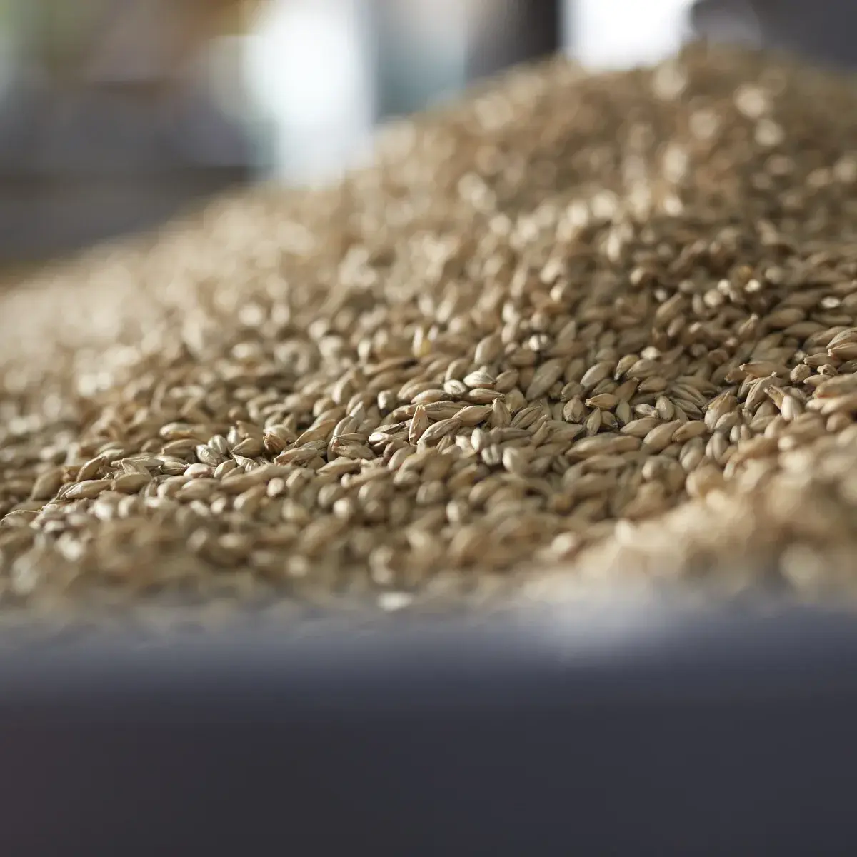 Grains d’orge maltée en gros plan, lumière chaude