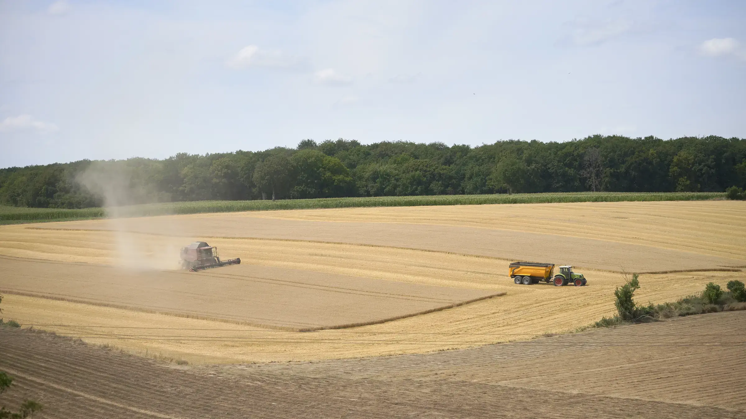 Champ d’orge en cours de moisson, lisière de bois à l’horizon