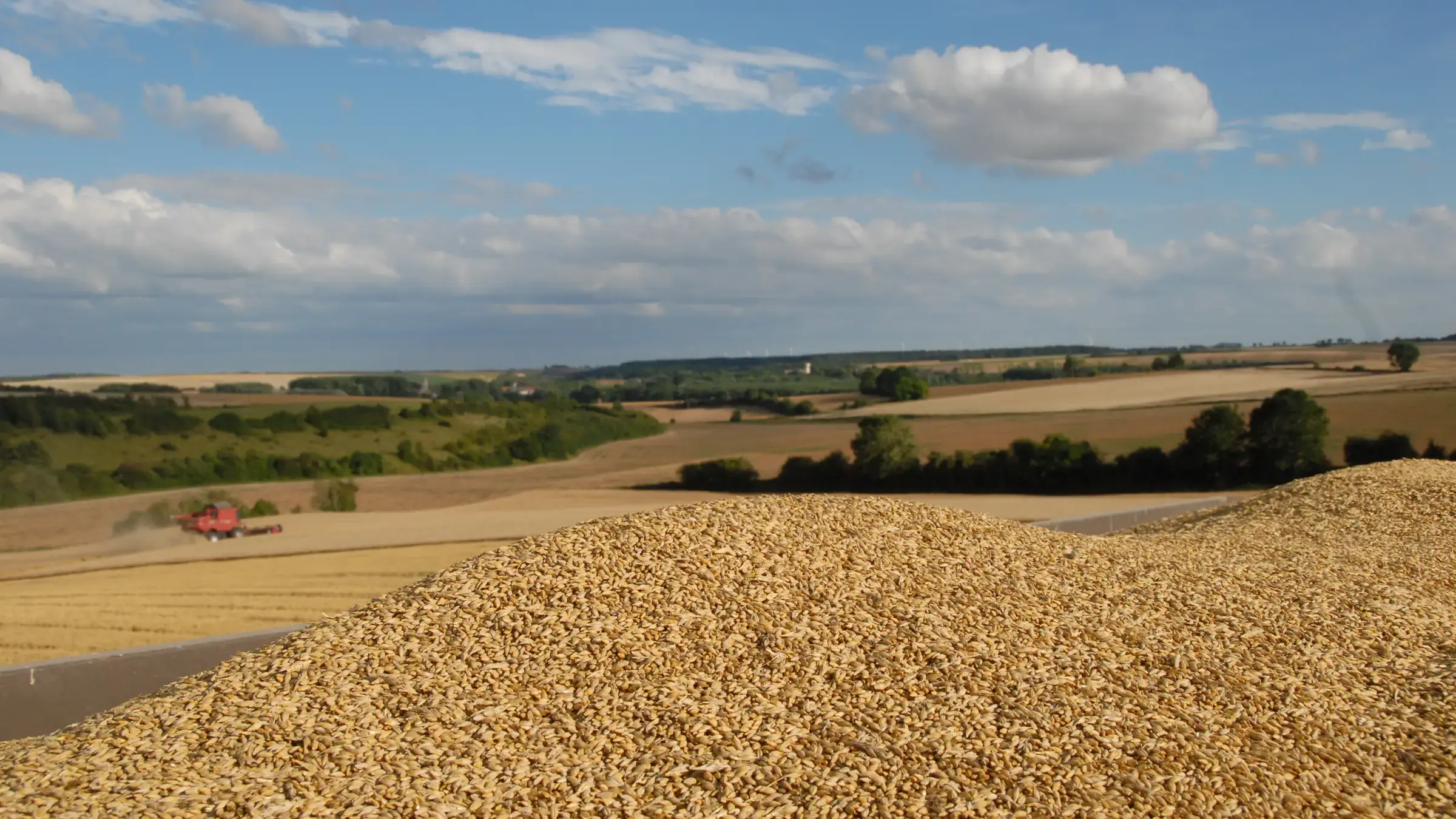 Champ d’orge mûre dans la plaine du Santerre, photographie du domaine de 2017