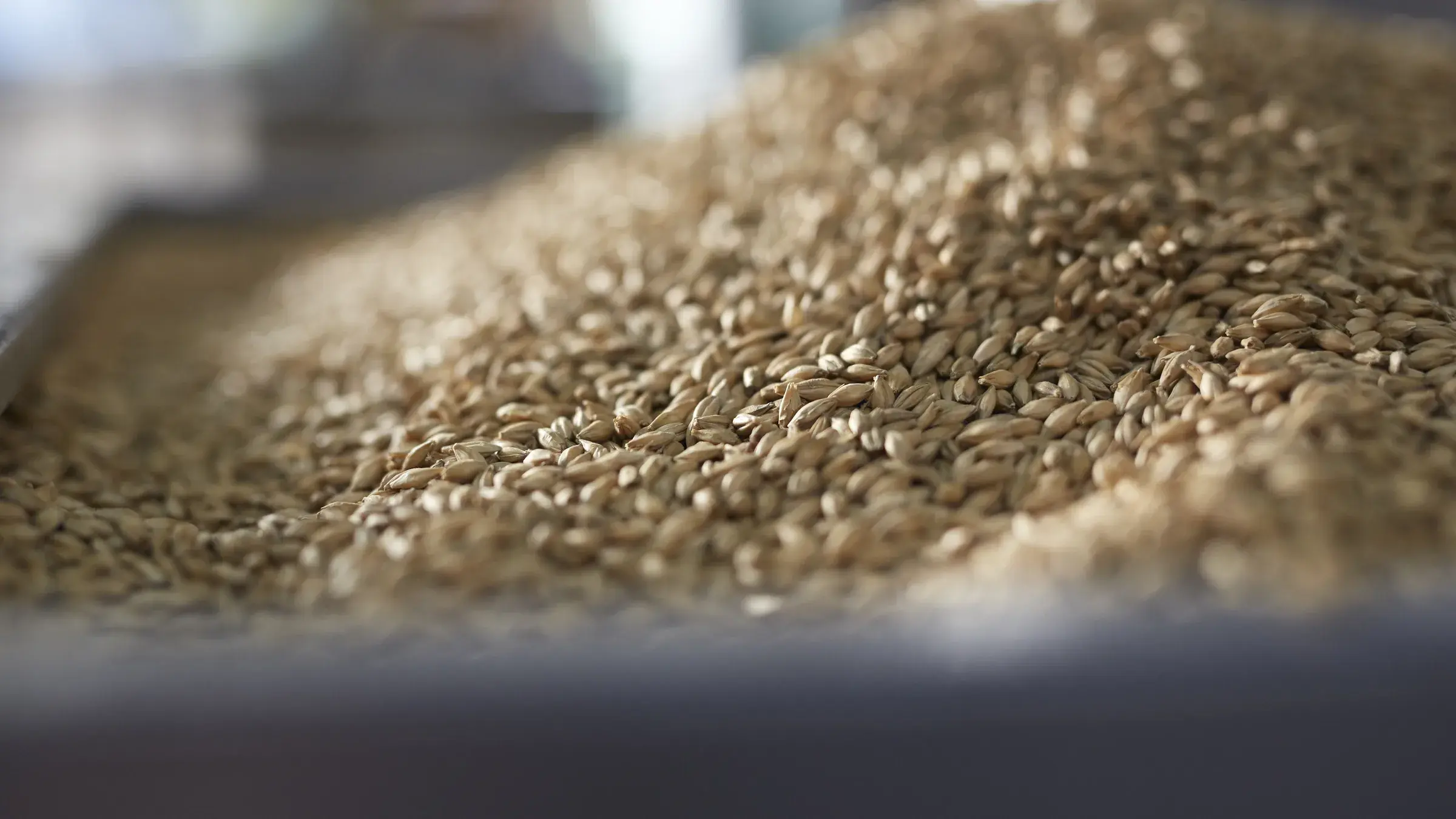 Détail de grains d’orge à la distillerie