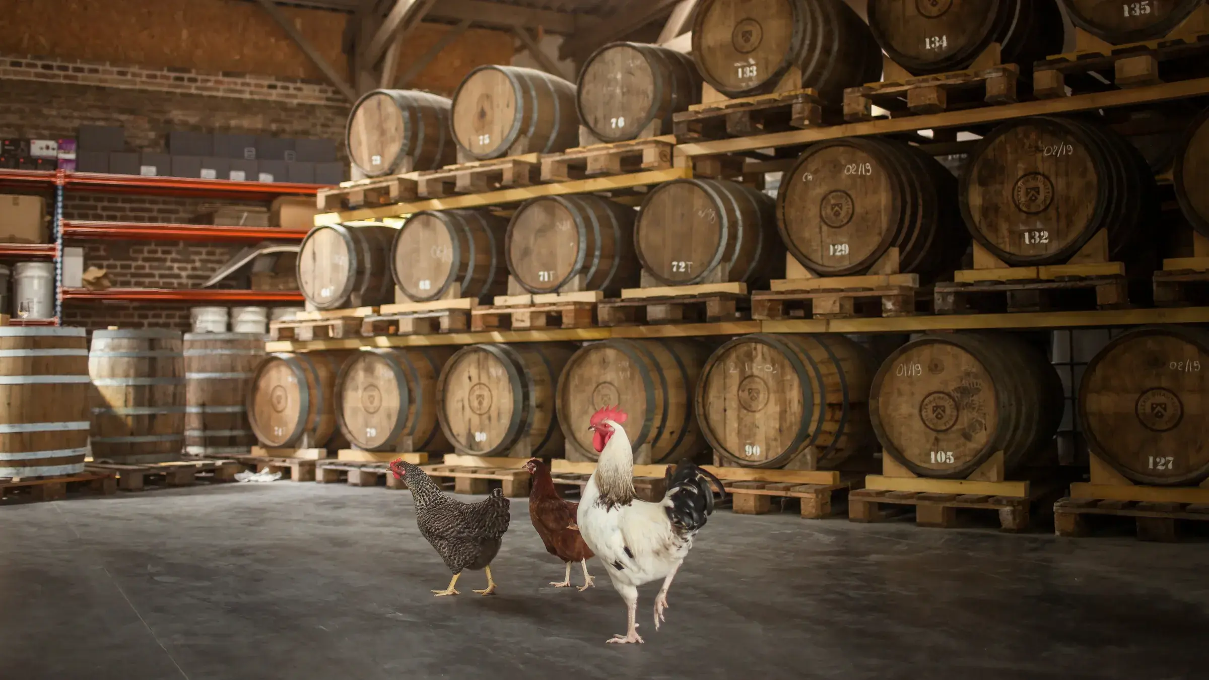 Le chai de la distillerie : les fûts de chêne empilés sur leurs palettes, un coq et deux poules au premier plan